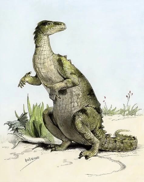 Iguanodon, a large herbivorous dinosaur of the early Cretaceous period