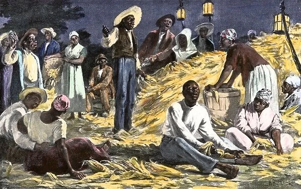 Slaves husking corn on a plantation
