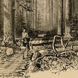 Vancouver Island corduroy road, 1800s