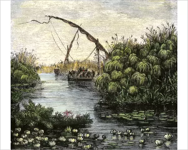 Nile River papyrus thickets