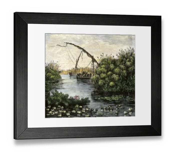 Framed Print : Nile River papyrus thickets Framed Print : Nile River papyrus thickets