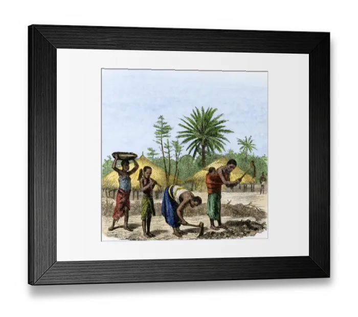 Framed Print : Women planting crops in central Africa Framed Print : Women planting crops in central Africa