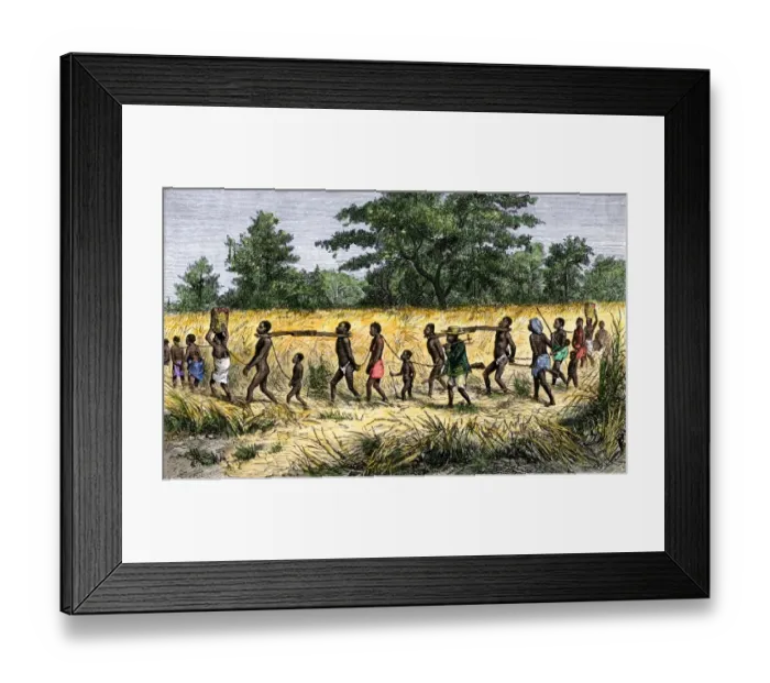 Framed Print : Slave caravan in Africa