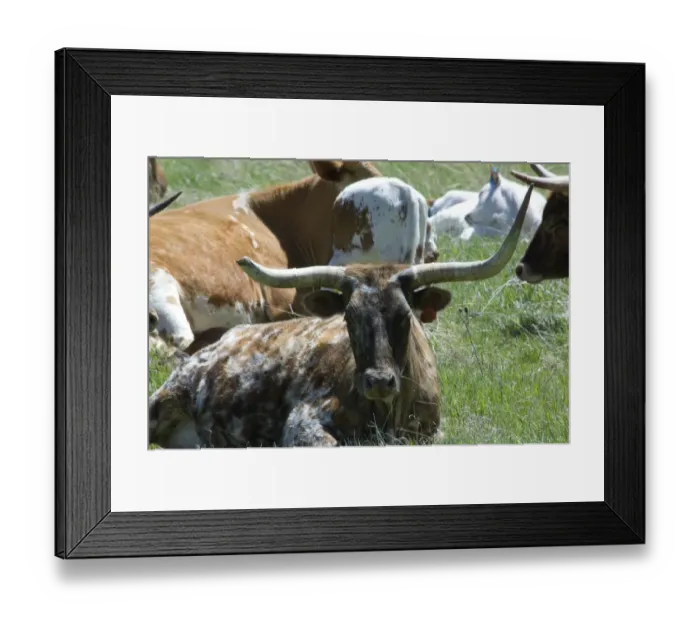 Framed Print : Longhorn cattle Framed Print : Longhorn cattle