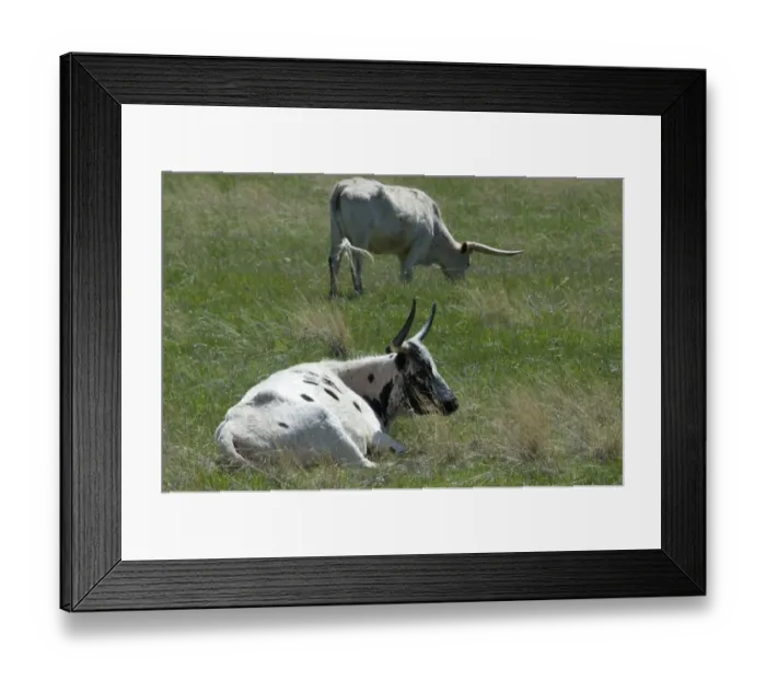 Framed Print : Longhorn cattle