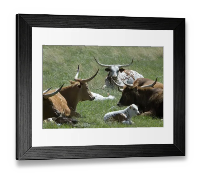 Framed Print : Longhorn cattle Framed Print : Longhorn cattle