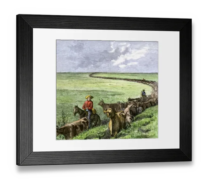 Framed Print : Cowboys driving a cattle herd from Texas to Kansas on the Chilsholm Trail 1870s Framed Print : Cowboys driving a cattle herd from Texas to Kansas on the Chilsholm Trail 1870s
