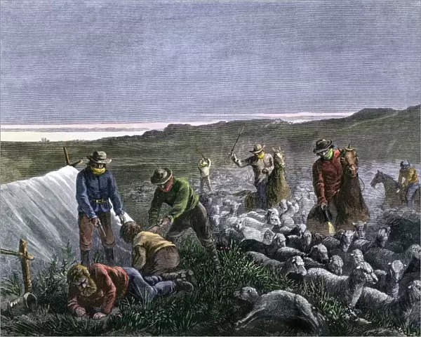 Cattlemen killing sheep in Colorado, late 1800s