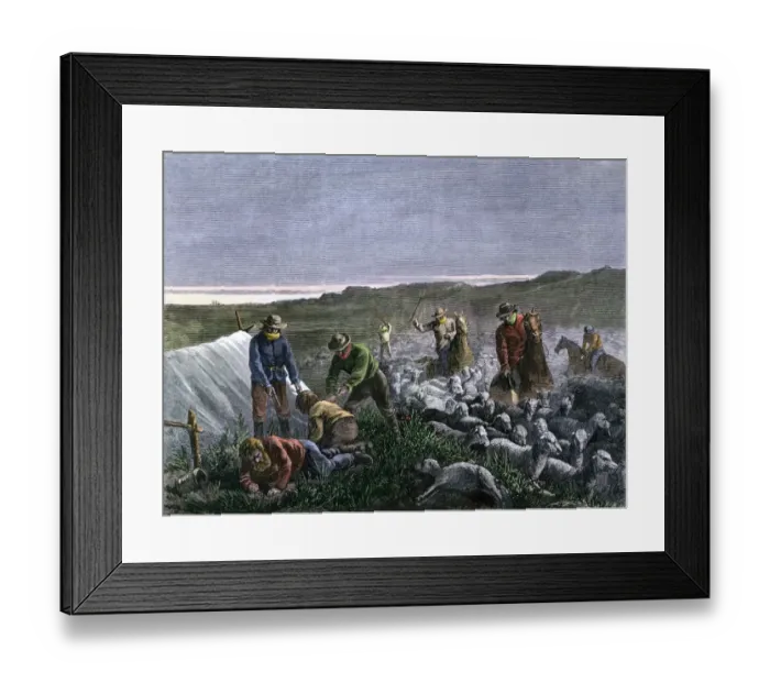 Framed Print : Cattlemen killing sheep in Colorado, late 1800s