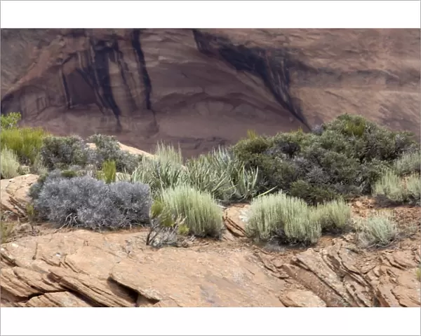 Plants of Canyon de Chelly, Arizona