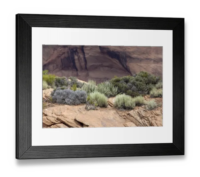 Framed Print : Plants of Canyon de Chelly, Arizona