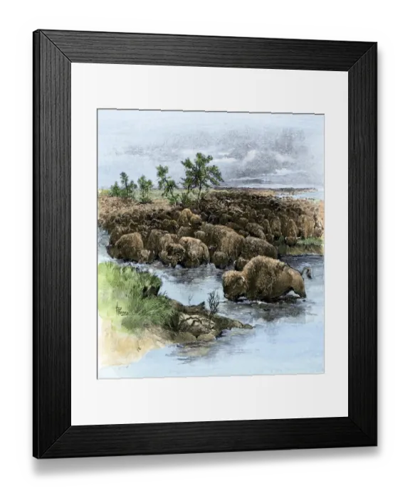 Framed Print : Herd of buffalo drinking from the Platte River on the Great Plains Framed Print : Herd of buffalo drinking from the Platte River on the Great Plains