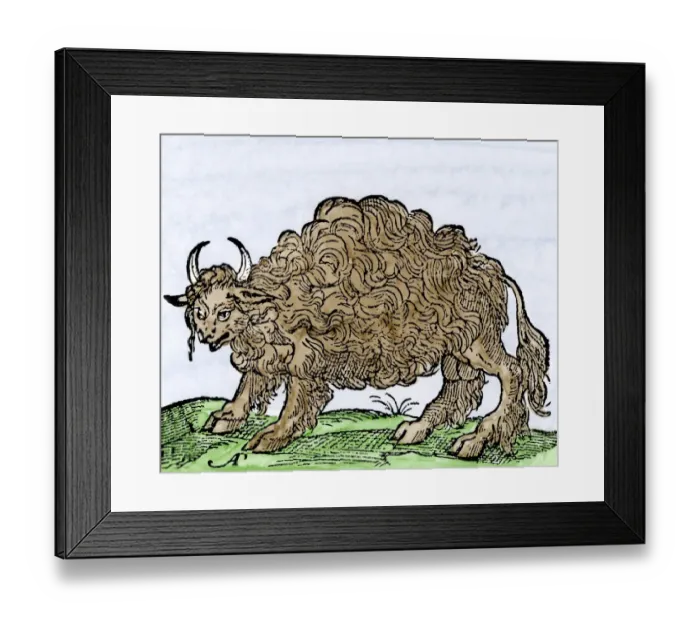 Framed Print : Possibly the earliest engraving of an American buffalo Framed Print : Possibly the earliest engraving of an American buffalo