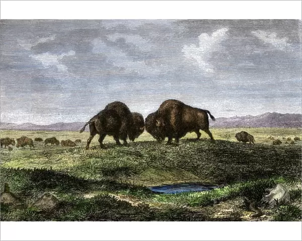 Buffalo bulls fighting on the Great Plains