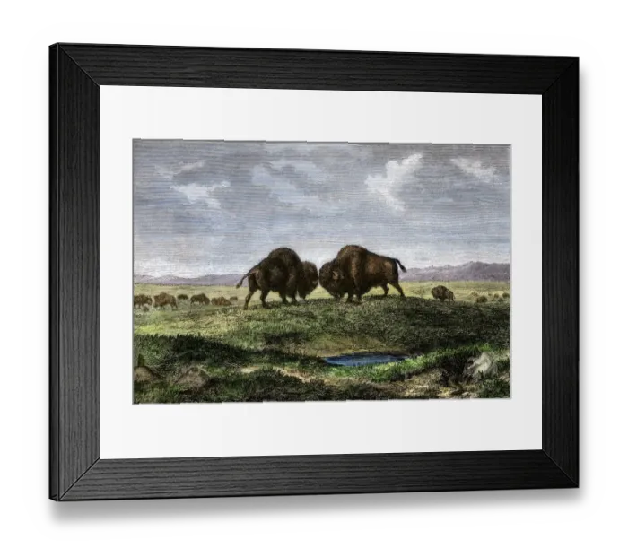 Framed Print : Buffalo bulls fighting on the Great Plains Framed Print : Buffalo bulls fighting on the Great Plains