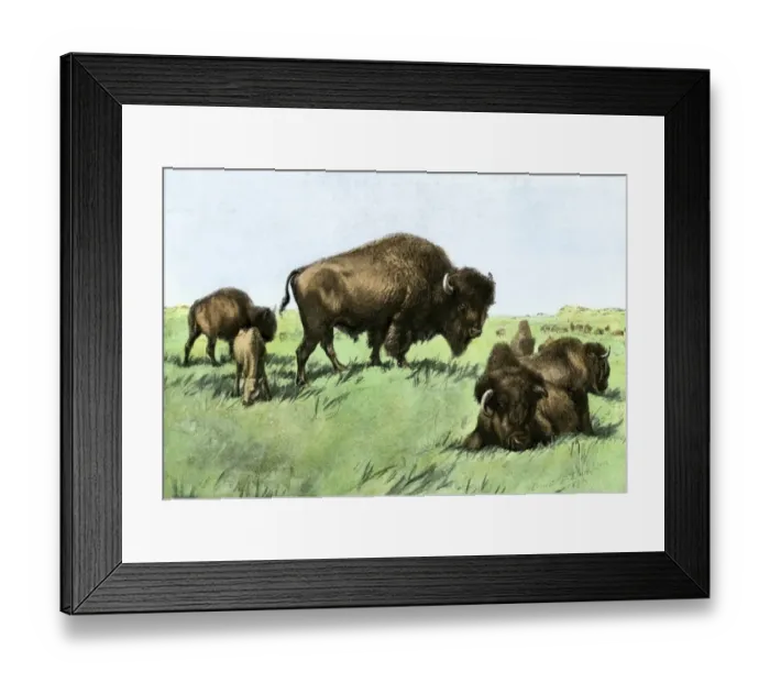Framed Print : Buffalo herd resting at midday on the Great Plains Framed Print : Buffalo herd resting at midday on the Great Plains