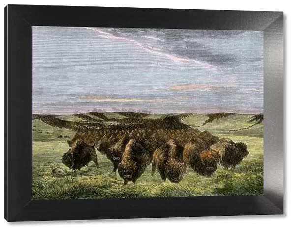 Buffalo herd on the American prairie