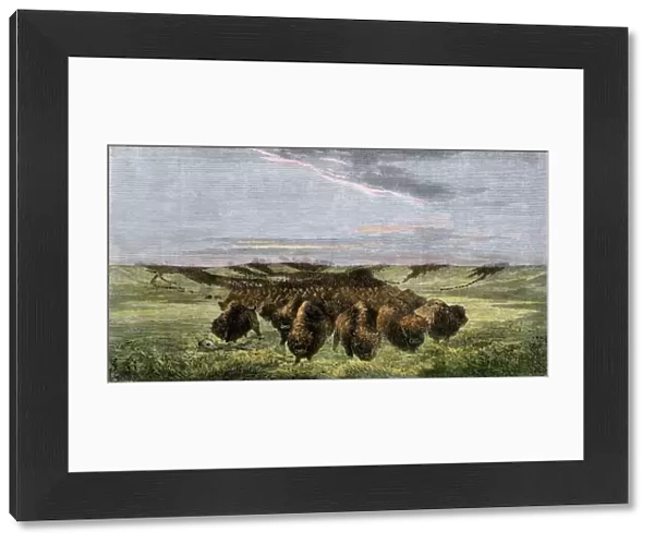 Buffalo herd on the American prairie