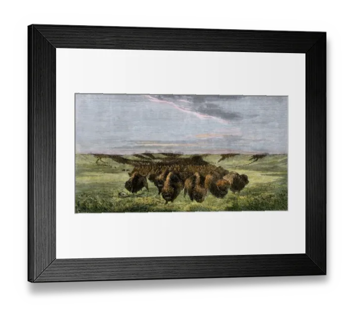 Framed Print : Buffalo herd on the American prairie Framed Print : Buffalo herd on the American prairie