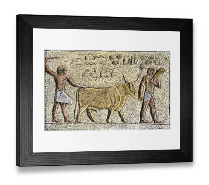 Framed Print : Apis, the sacred bull of ancient Egypt Framed Print : Apis, the sacred bull of ancient Egypt