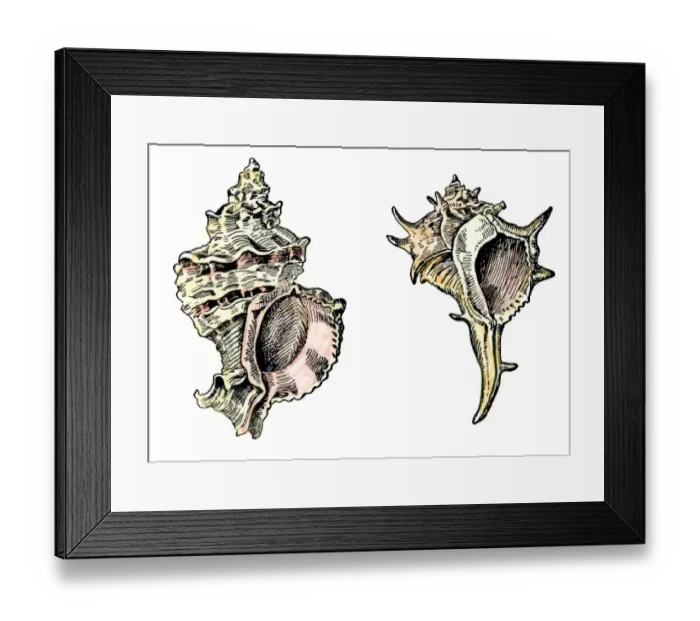 Framed Print : Murex shells