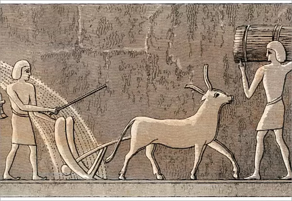 Ancient Egyptian agriculture