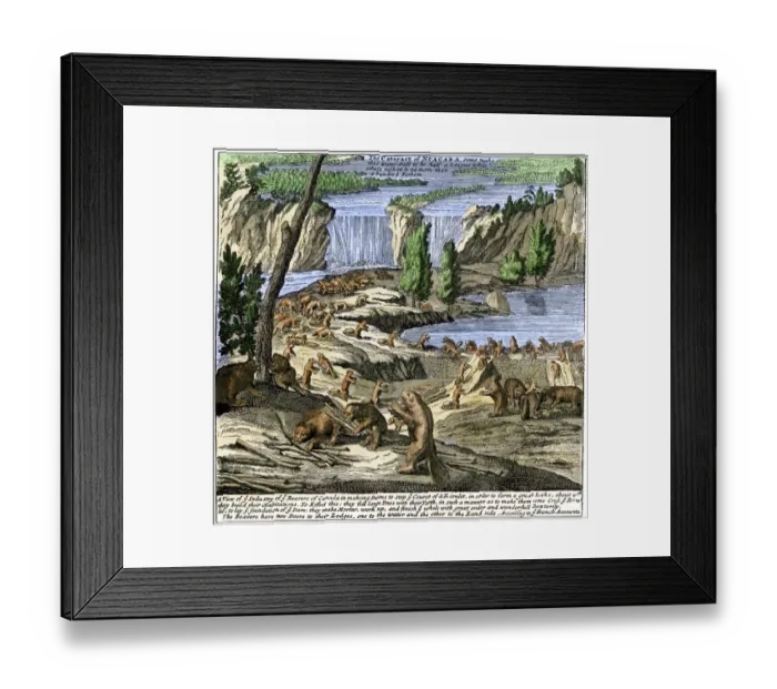 Framed Print : Beavers at work below Niagara Falls Framed Print : Beavers at work below Niagara Falls
