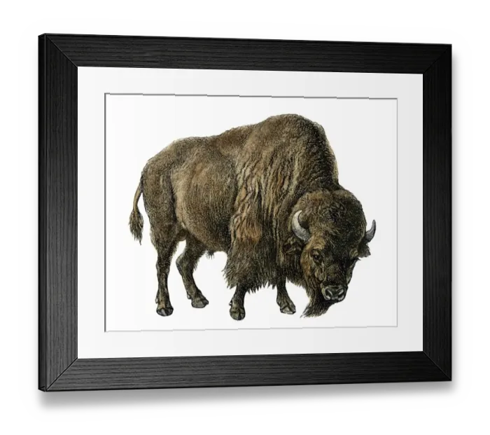 Framed Print : American buffalo Framed Print : American buffalo