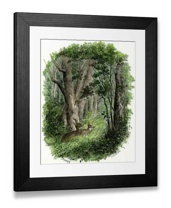 Framed Print : Deer in a forest glade
