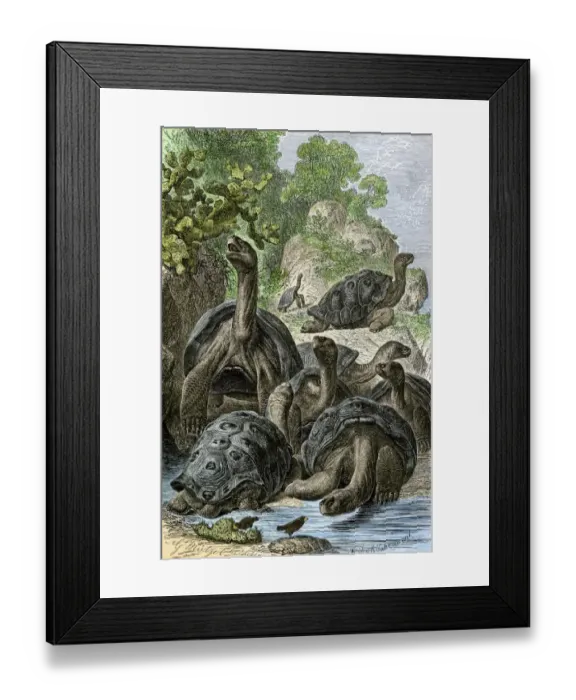 Framed Print : Galapagos tortoises Framed Print : Galapagos tortoises