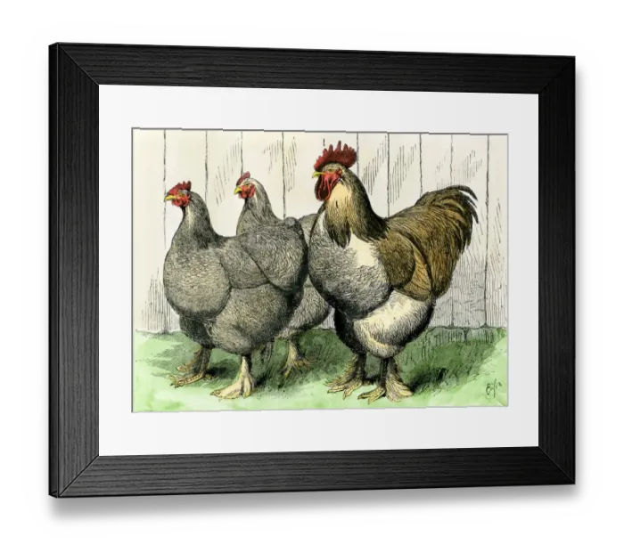 Framed Print : Buff cochin chickens Framed Print : Buff cochin chickens