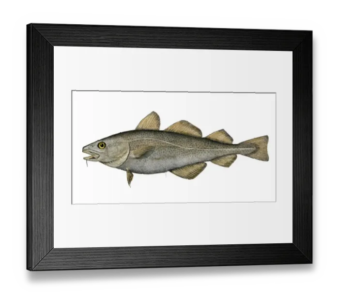 Framed Print : Atlantic codfish Framed Print : Atlantic codfish