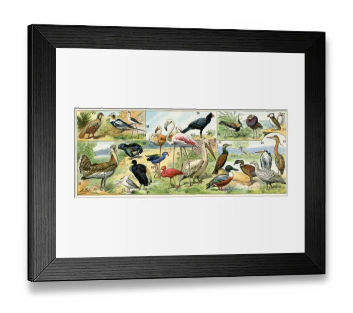 Framed Print : Wading birds
