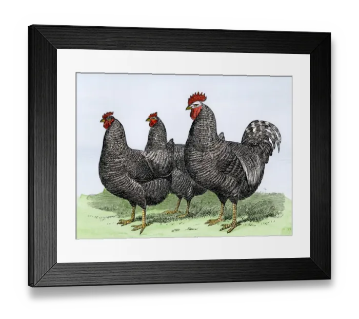 Framed Print : Plymouth Rock chickens Framed Print : Plymouth Rock chickens