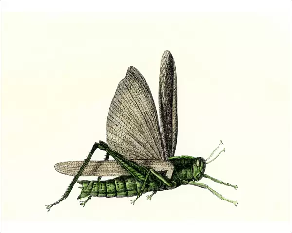 Grasshopper, an agricultural pest of the US plains