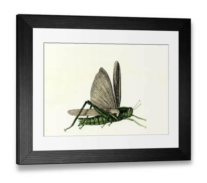 Framed Print : Grasshopper, an agricultural pest of the US plains Framed Print : Grasshopper, an agricultural pest of the US plains