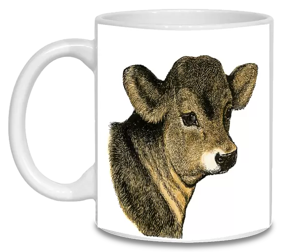 Calf on a dairy farm