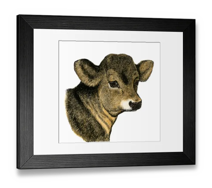 Framed Print : Calf on a dairy farm Framed Print : Calf on a dairy farm