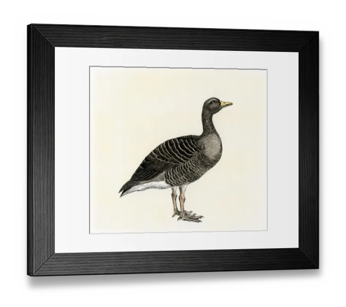 Framed Print : Greylag goose. Hand-colored woodcut of a 19th-century illustration Framed Print : Greylag goose. Hand-colored woodcut of a 19th-century illustration
