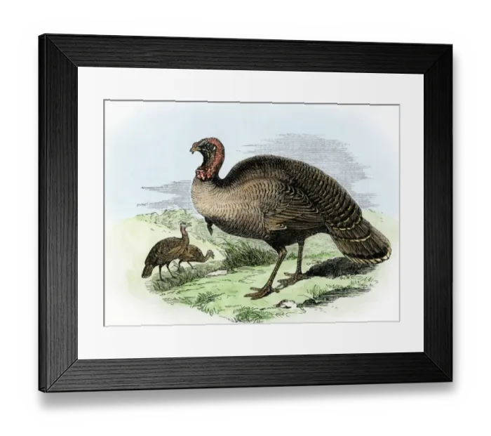 Framed Print : The wild turkey of America Framed Print : The wild turkey of America