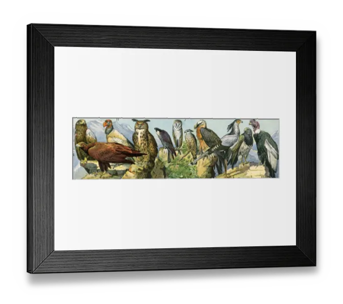Framed Print : Birds of prey