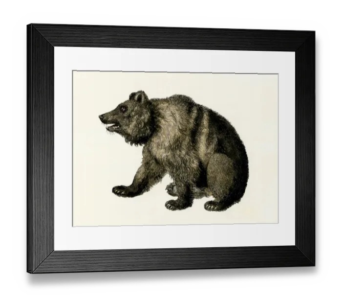 Framed Print : Grizzly bear of North America.. Hand-colored woodcut of a 19th-century illustration Framed Print : Grizzly bear of North America.. Hand-colored woodcut of a 19th-century illustration
