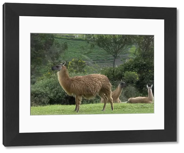 Llamas at Ingapirca, Ecuador