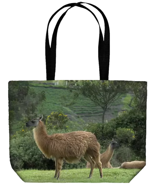 Llamas at Ingapirca, Ecuador
