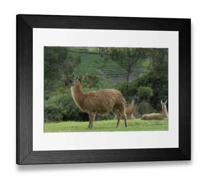 Framed Print : Llamas at Ingapirca, Ecuador Framed Print : Llamas at Ingapirca, Ecuador