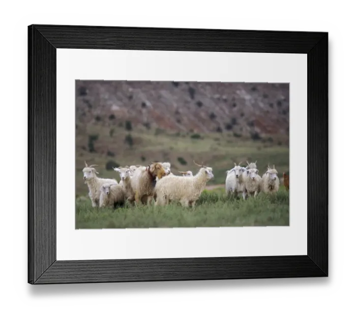 Framed Print : Navajo sheep in Arizona Framed Print : Navajo sheep in Arizona