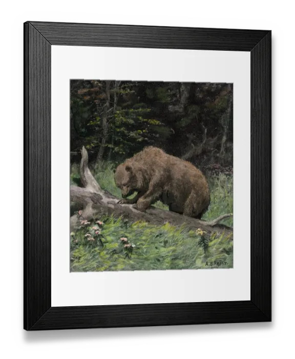 Framed Print : Bear getting honey from a beehive