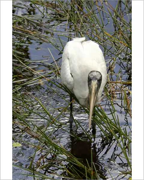 Wood stork, an endangered species, Florida Everglades