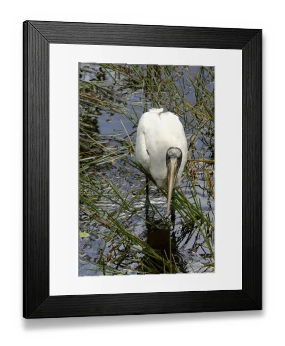 Framed Print : Wood stork, an endangered species, Florida Everglades Framed Print : Wood stork, an endangered species, Florida Everglades