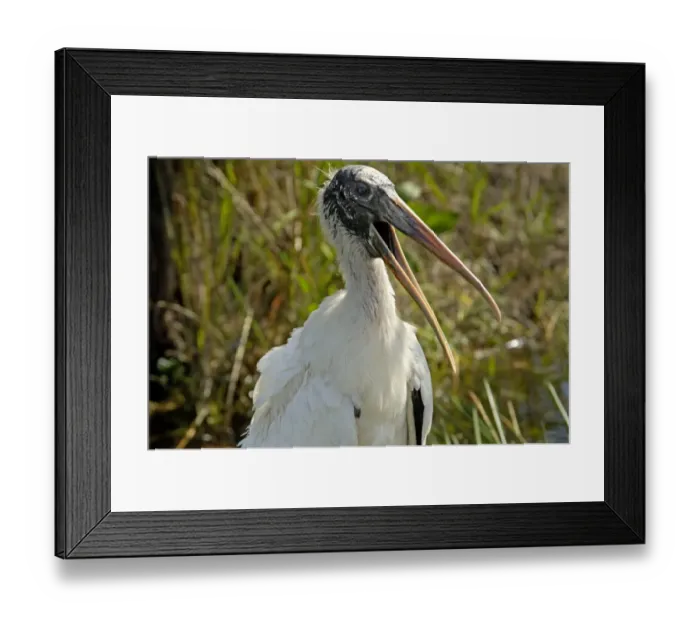 Framed Print : Wood stork, an endangered species, Florida Everglades Framed Print : Wood stork, an endangered species, Florida Everglades